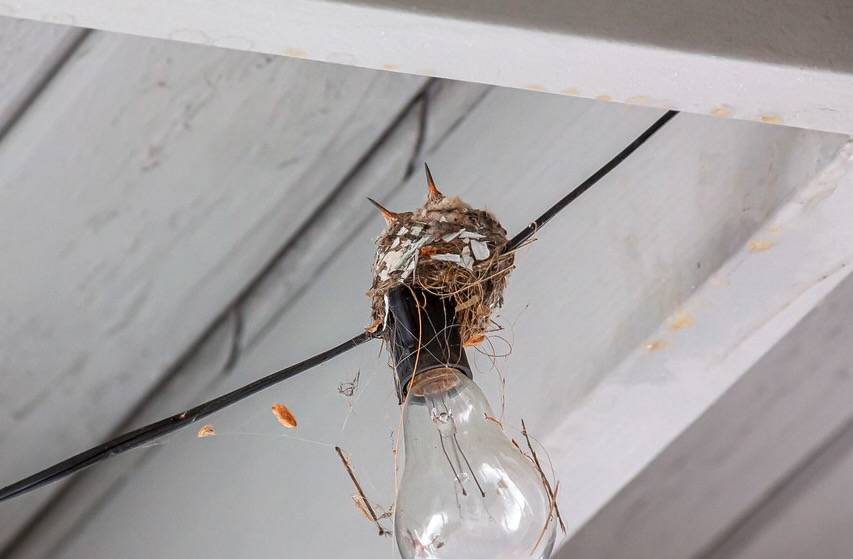Hummingbird Chicks Nesting Above Porch by Buz Carter is licensed under CC BY-NC-SA 2.0.